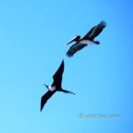 Strange couple: A pelican is escorted by unexpected sea-bird