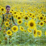 Sunflowers II: Body-painted model in the nature at Gaillac-Toulza, Midi-Pyrénées, France