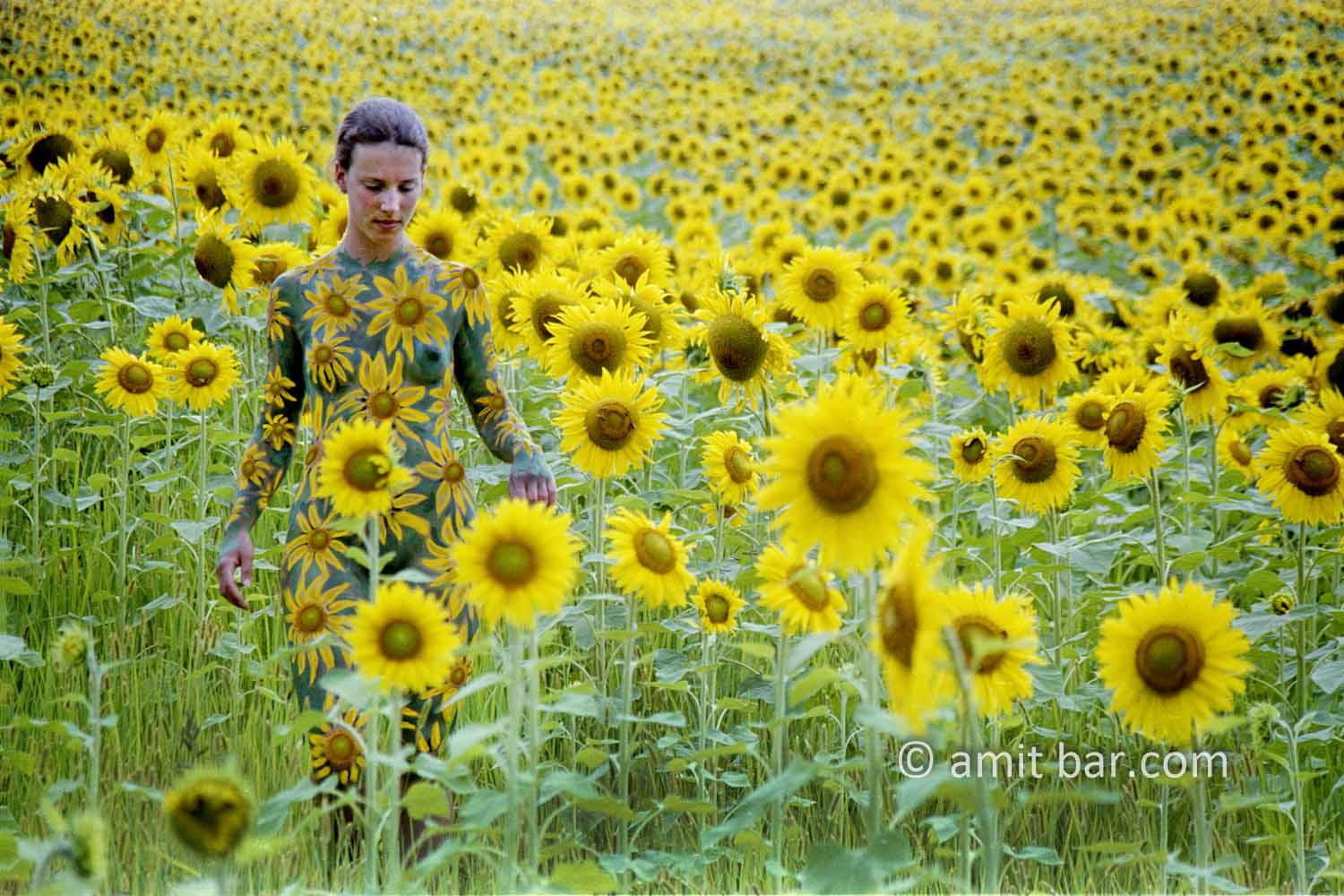 Sunflowers II: Body-painted model in the nature at Gaillac-Toulza, Midi-Pyrénées, France