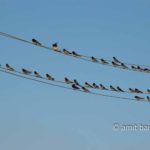 Swallows I: Swallows on electric wire