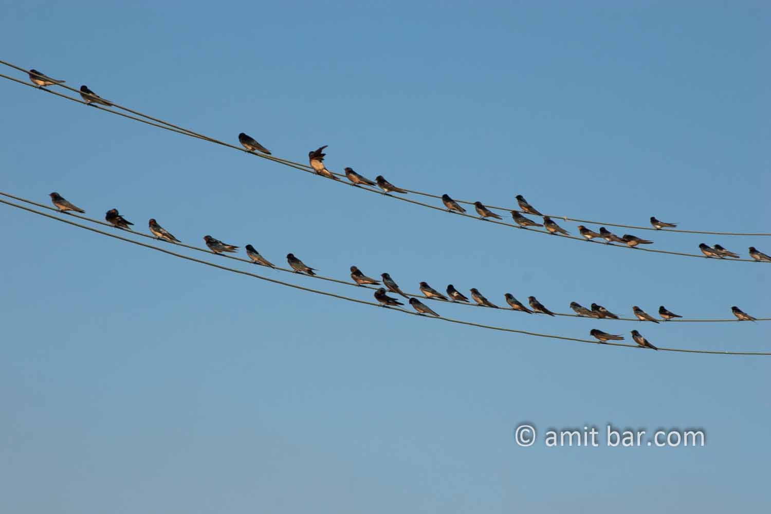 Swallows I: Swallows on electric wire