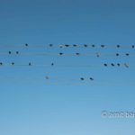 Swallows II: Swallows on electric wire