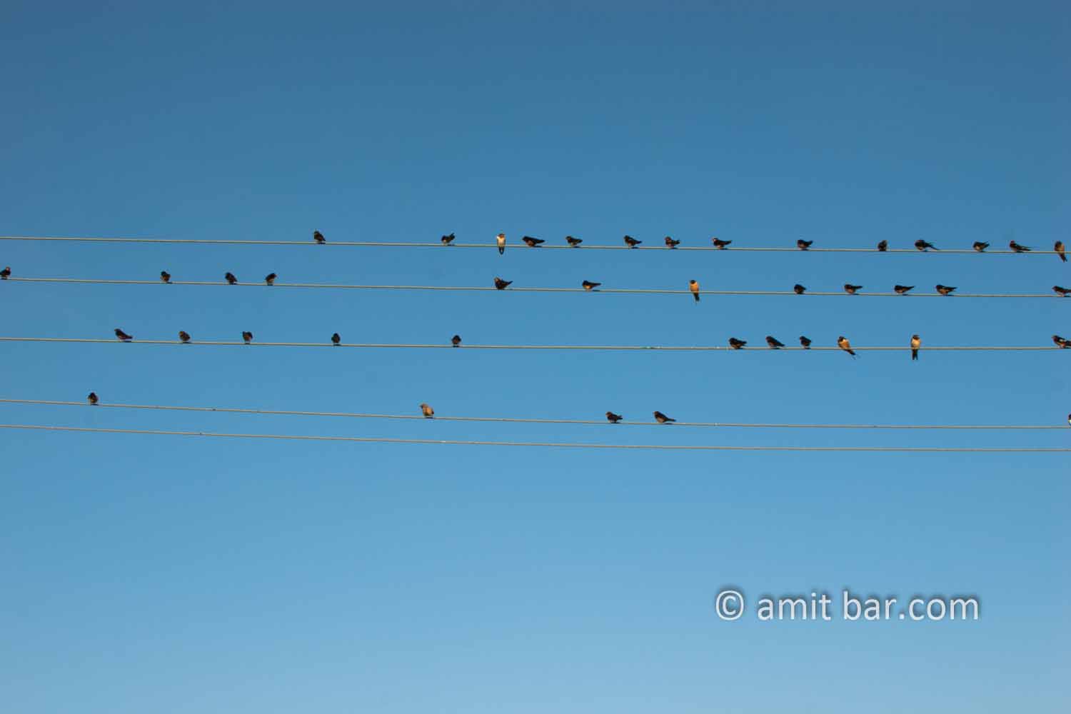 Swallows II: Swallows on electric wire