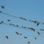 Swallows III: Swallows on electric wire