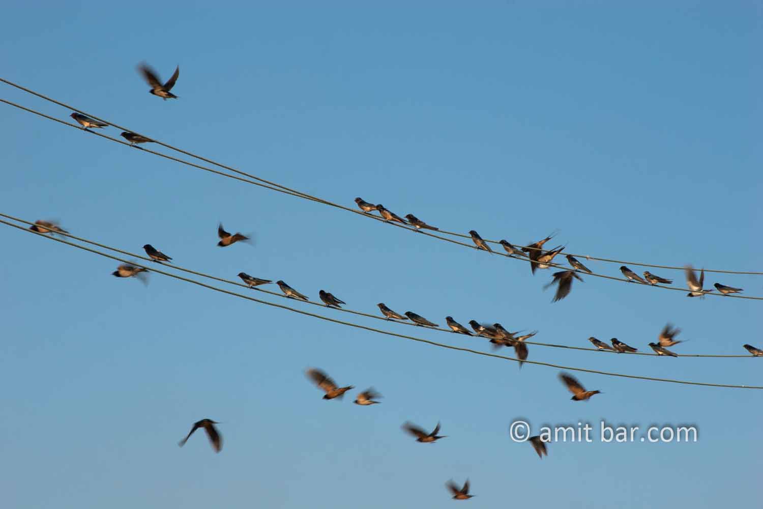 Swallows III: Swallows on electric wire