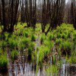 Swamp I: Swamp in Doetinchem, The Netherlands