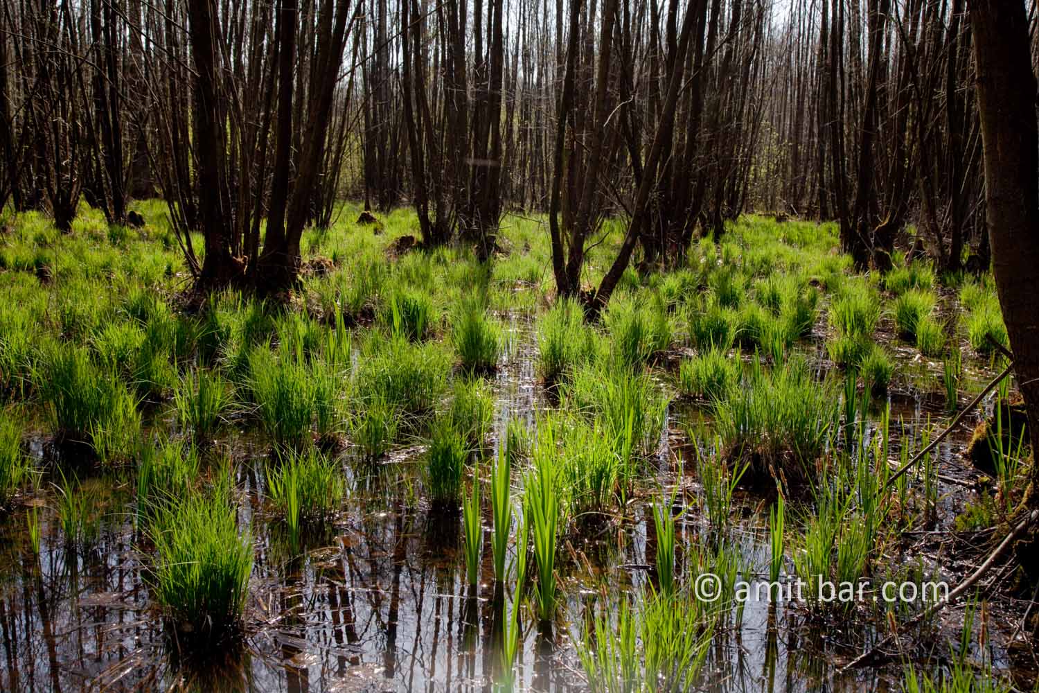 Swamp I: Swamp in Doetinchem, The Netherlands