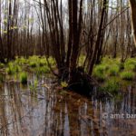 Swamp II: Swamp in Doetinchem, The Netherlands