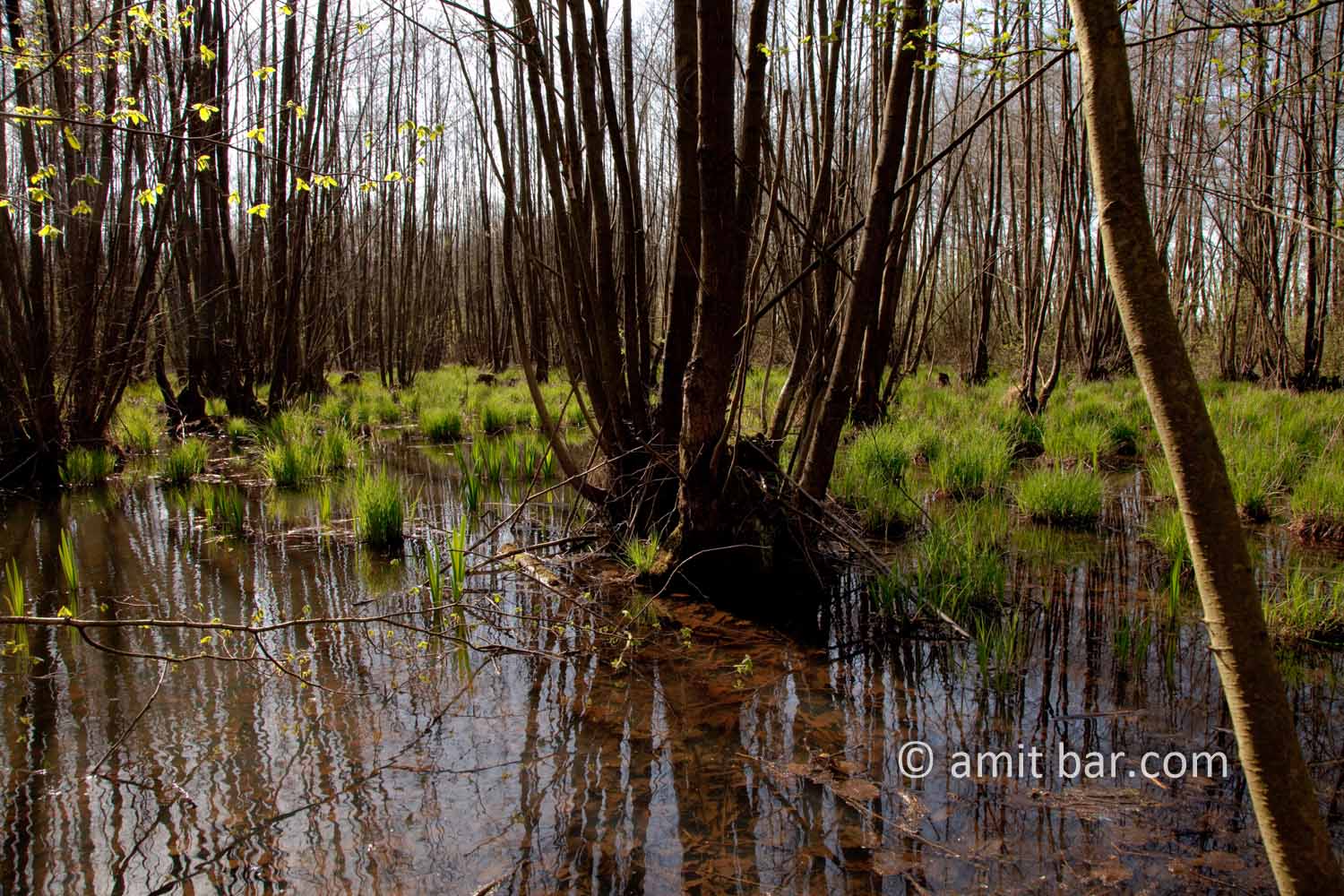 Swamp II: Swamp in Doetinchem, The Netherlands
