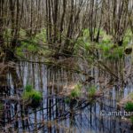 Swamp III: Swamp in Doetinchem, The Netherlands