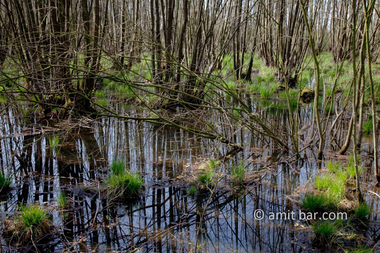 Swamp III: Swamp in Doetinchem, The Netherlands