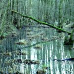 Swamp IV: Swamp with a fallen tree in De Zumpe, Doetinchem