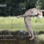 Swan video: This body-painting was inspired by the swan, which is very elegant and gracious.