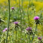 Syrian Thistle: Spring time in Israel