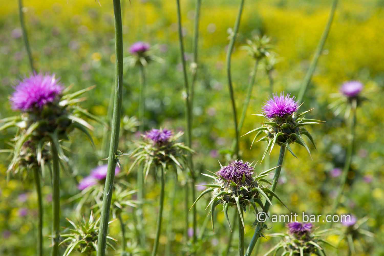 Syrian Thistle: Spring time in Israel