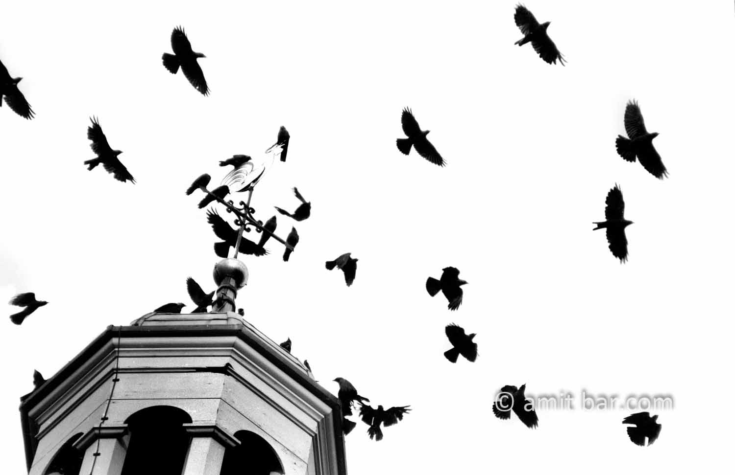 The birds: Crows are flying around the church-tower