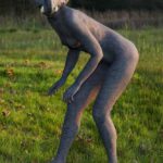 The elephant I: Body-painted model as an elephant