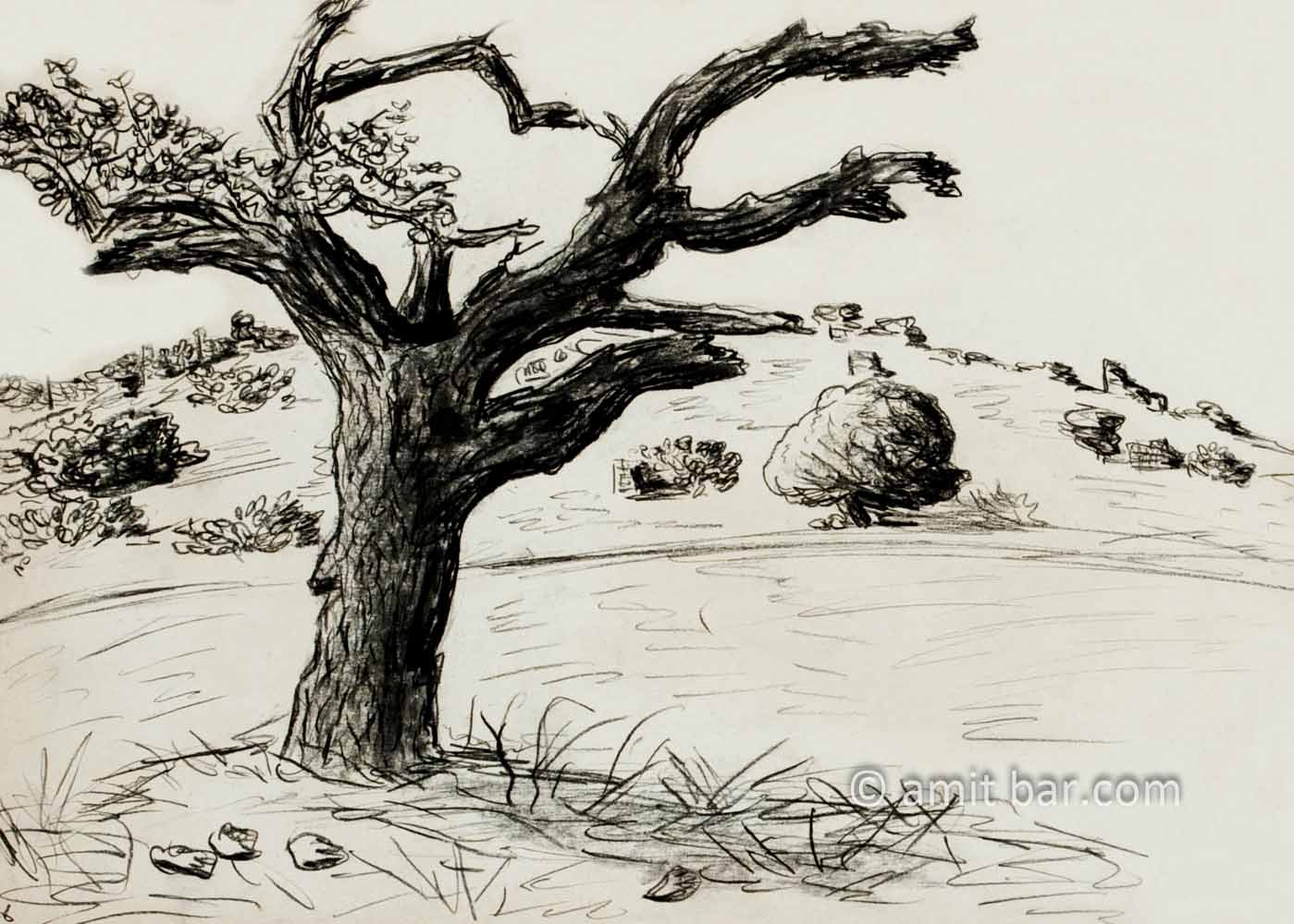 The old oak tree in charcoal