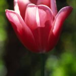 The tulip: Red tulip in cross-light