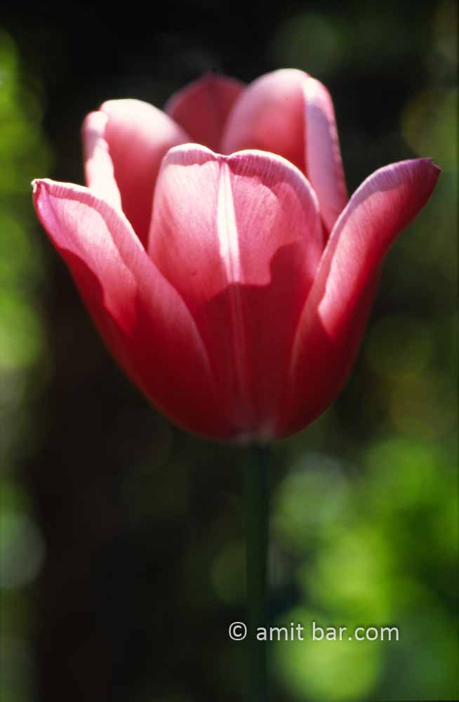 The tulip: Red tulip in cross-light