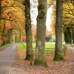 Three oaks in autumn