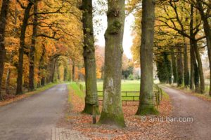 Three oaks in autumn