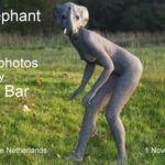 Thumbnail Elephant