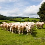 White cows: White cows in the Morvan, France