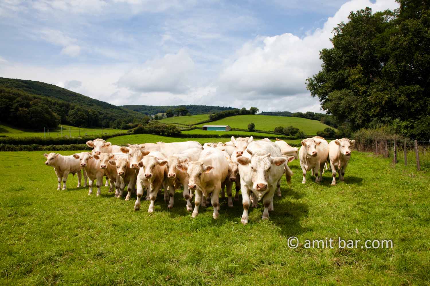 White cows: White cows in the Morvan, France