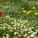 Wild flowers in Israel I: Wild flowers at spring time in Israel