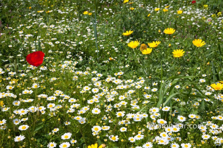 Wild flowers in Israel