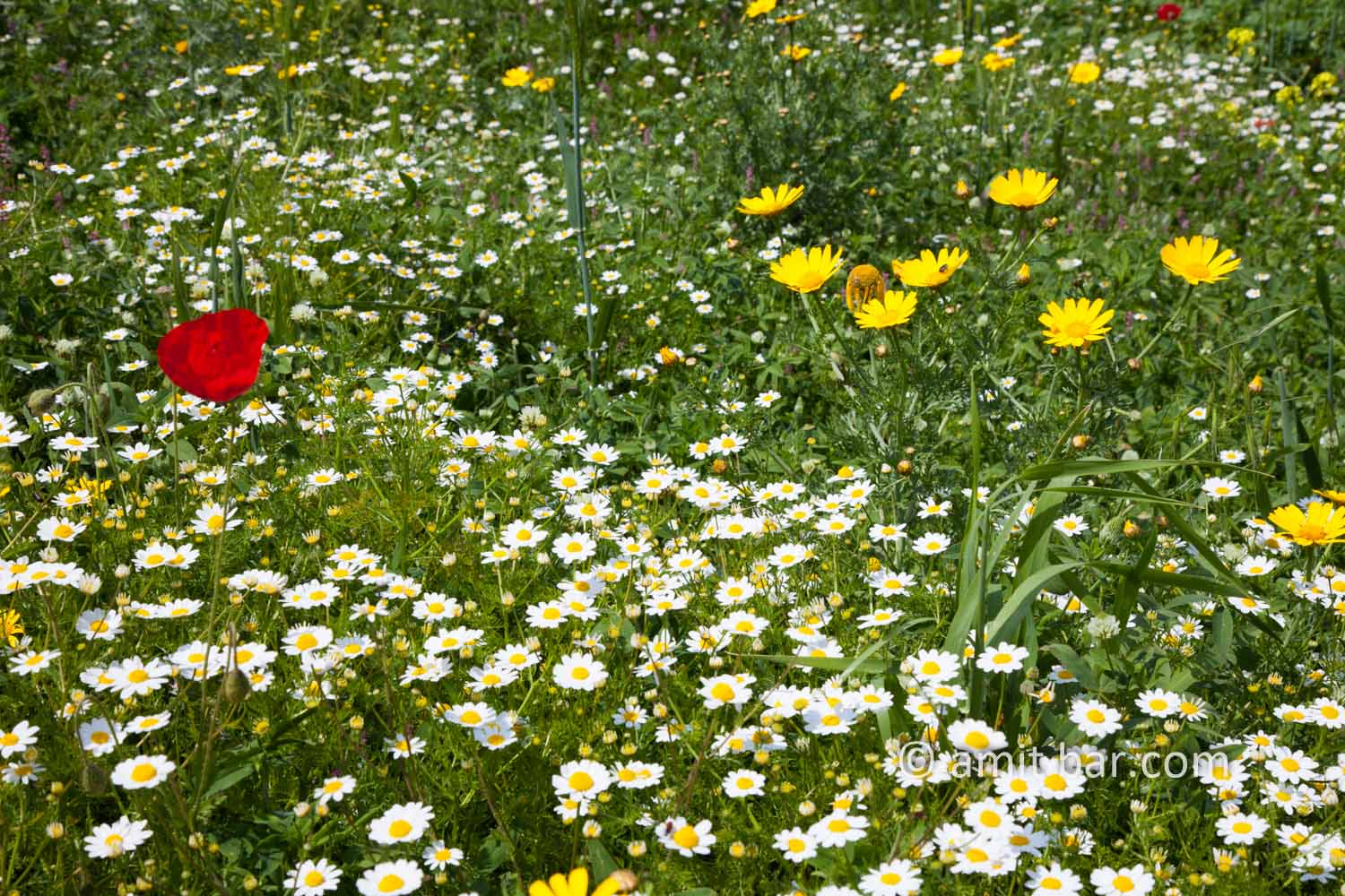 Wild flowers in Israel I: Wild flowers at spring time in Israel