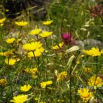 Wild flowers in Israel II: Wild flowers at spring time in Israel