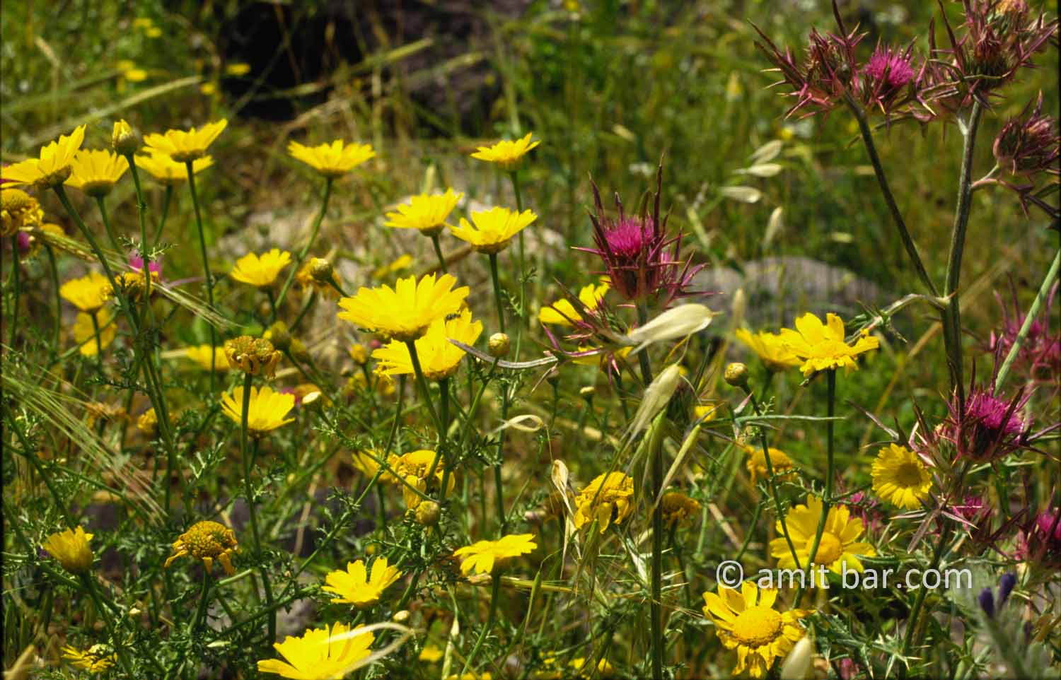 Wild flowers in Israel II: Wild flowers at spring time in Israel