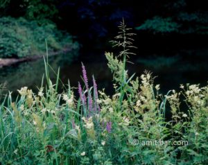 Wild flowers at a lake in The Netheralnds