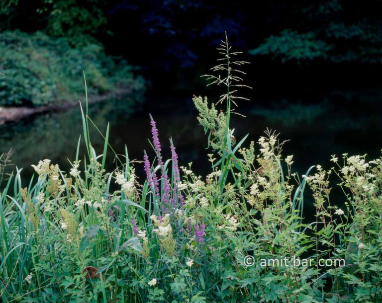 Wild flowers in The Netherlands