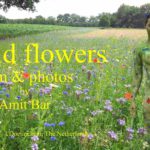 Wild flowers video: Body-painted woman with wild flowers