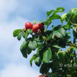 Wild rose which lost the flowers