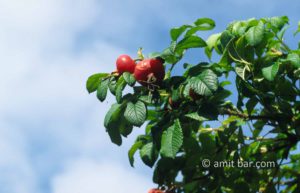 Wild rose which lost the flowers