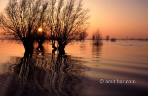 Willows at the IJssel river: Willows in the flooded river IJssel, The Netherlands