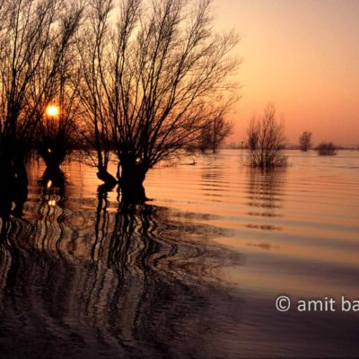 Willows at the IJssel river