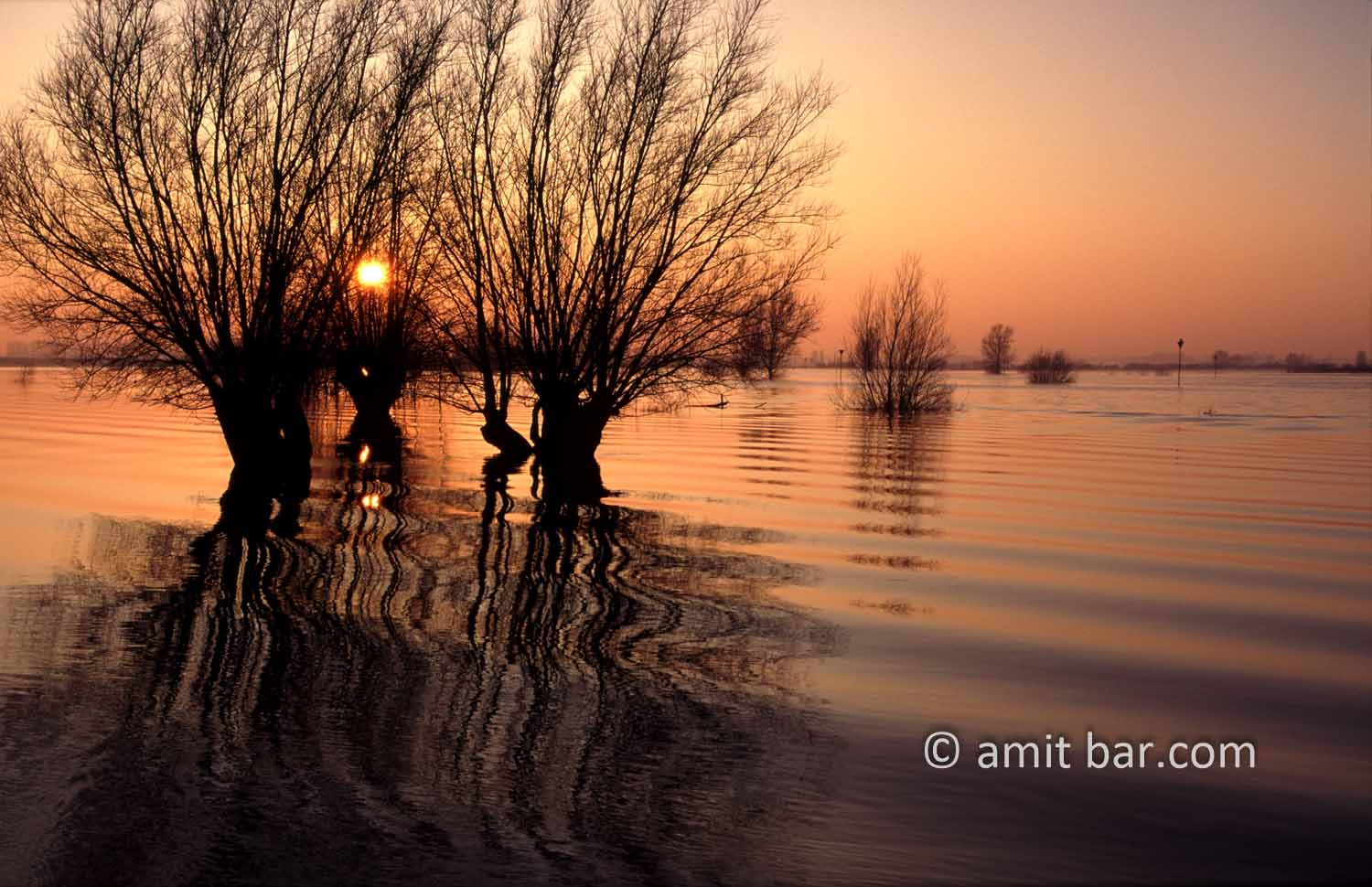 Willows at the IJssel river: Willows in the flooded river IJssel, The Netherlands