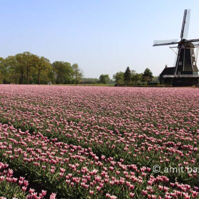 Windmill with tulips