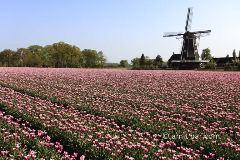 Windmill with tulips
