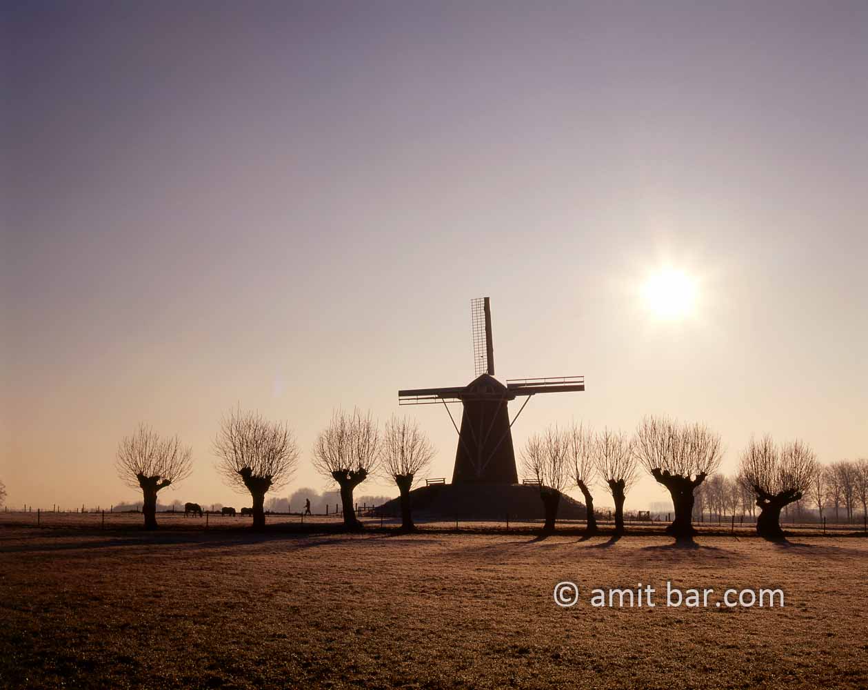 Windmill with willows: Windmill at Bronckhorst, The Netherlands