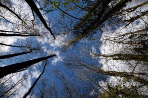 Winter tree tops: Tree tops with blue sky and white clouds