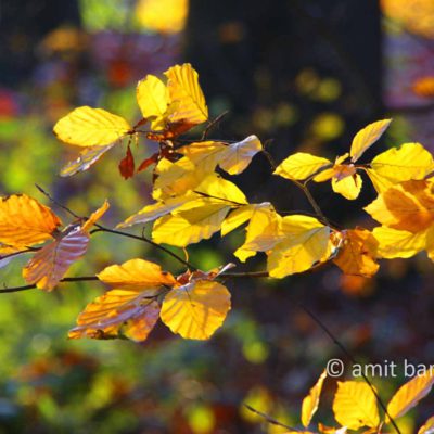 Yellow autumn leaves