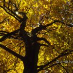 Yellow beeches I: Beech tree in the autumn