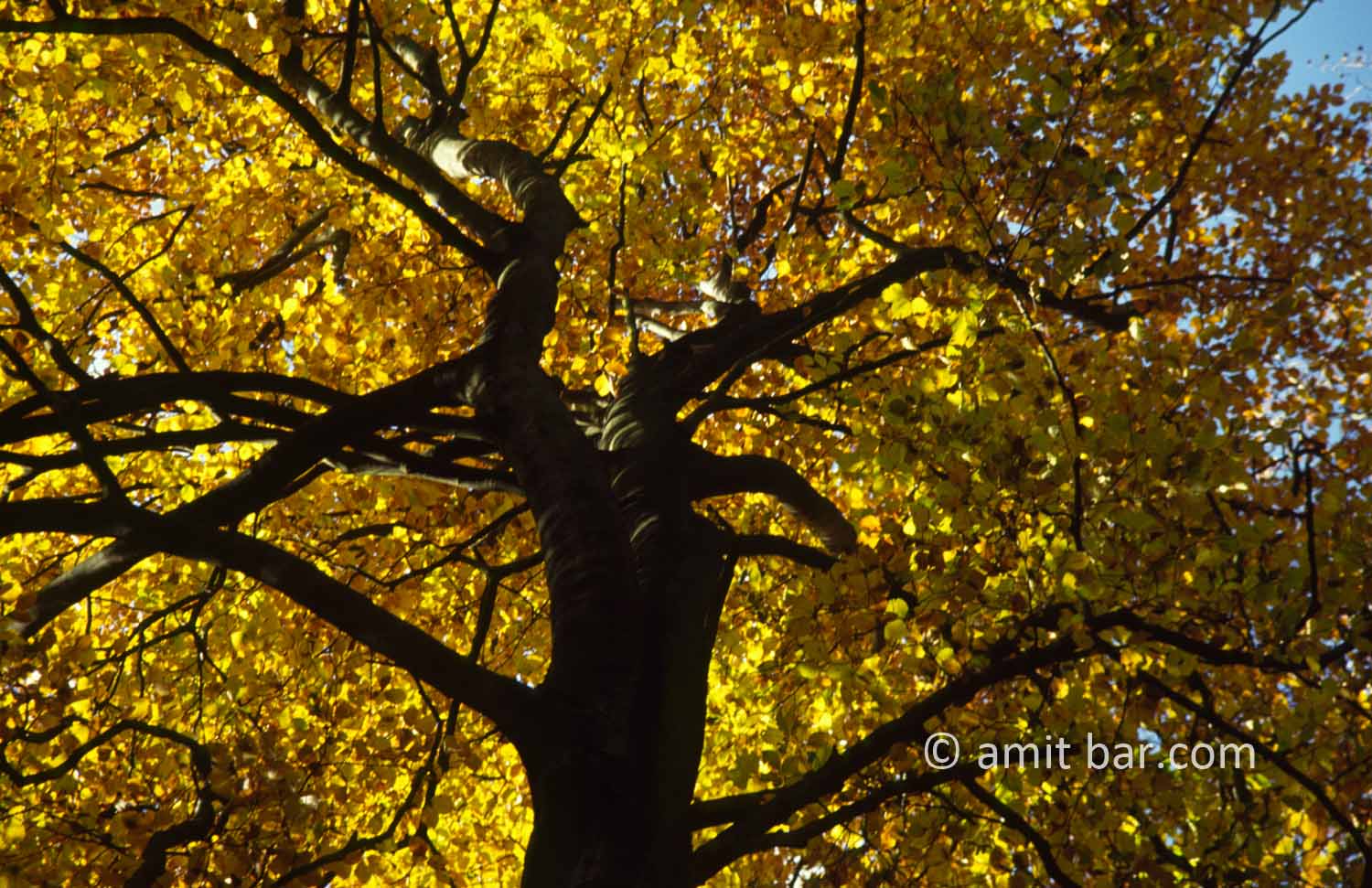 Yellow beeches I: Beech tree in the autumn