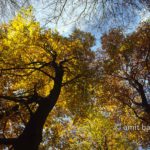 Yellow beeches II: Beeches in the autumn